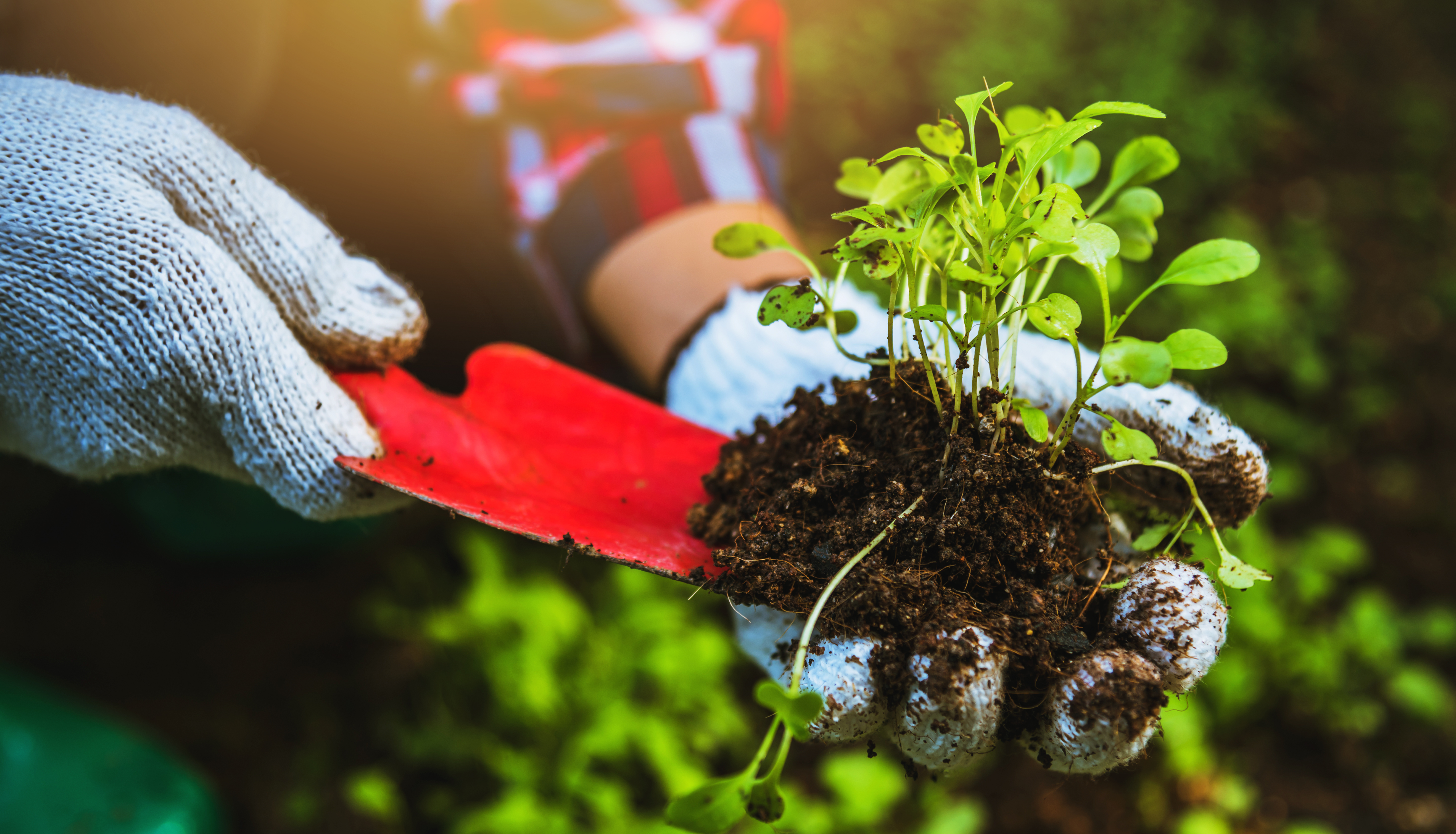 Ontario Government Invests in Soil Health: A Path to Sustainable Agriculture