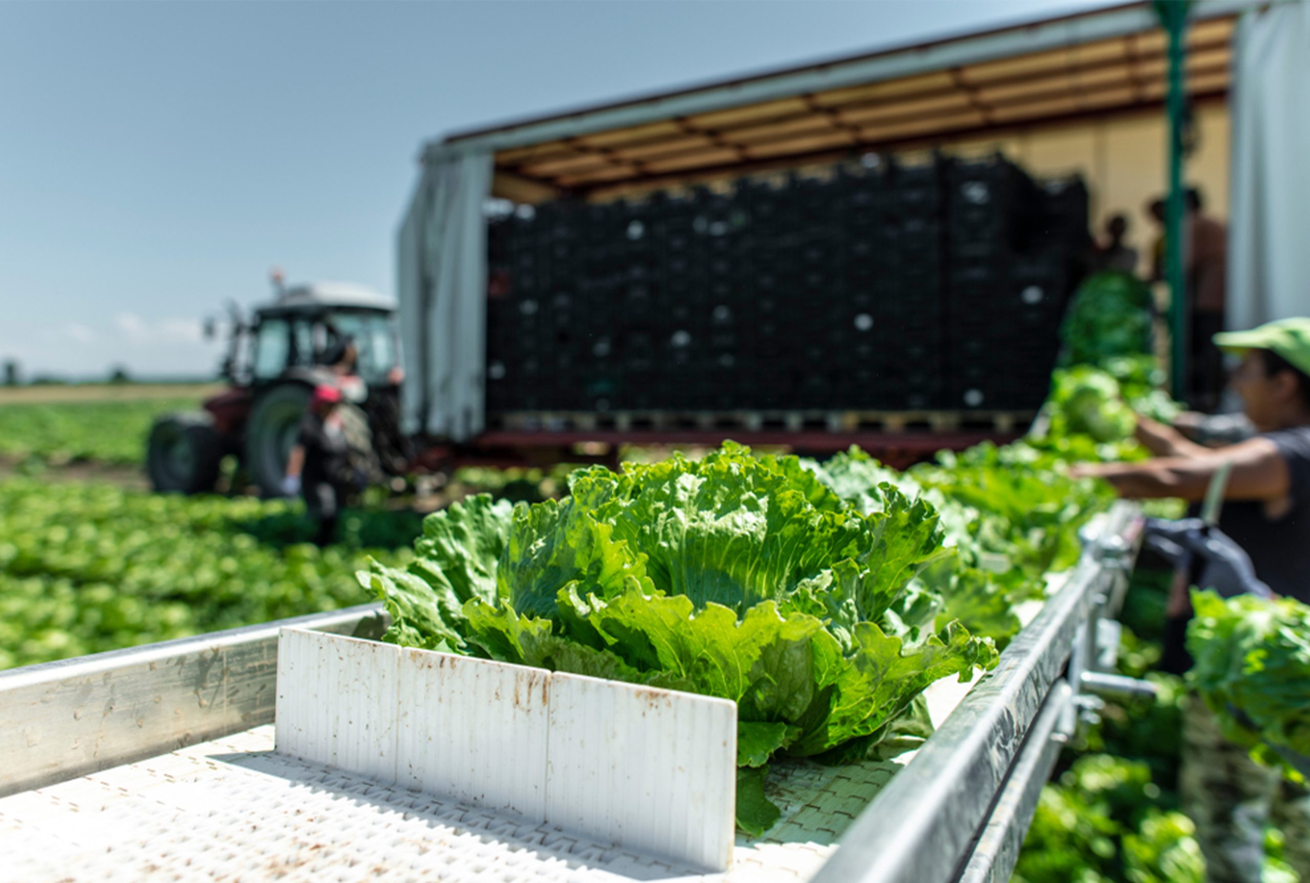 How Might Agribusiness Firms Enter International Markets?