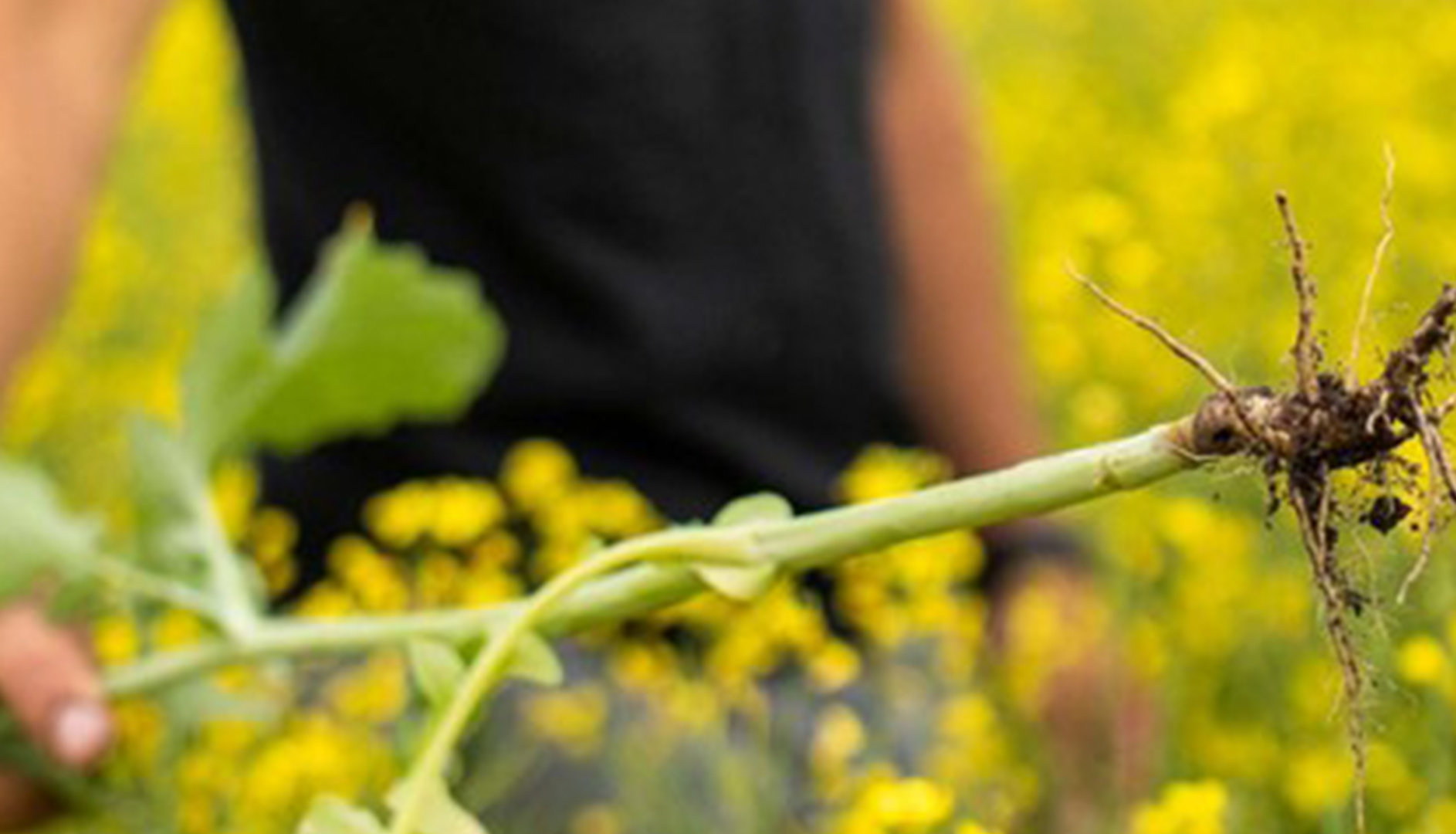 SaskCanola expands disease testing program