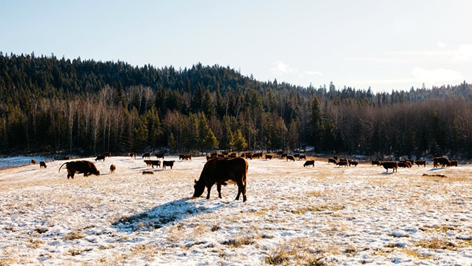 U.S. forage specialist receives CFGA leadership award