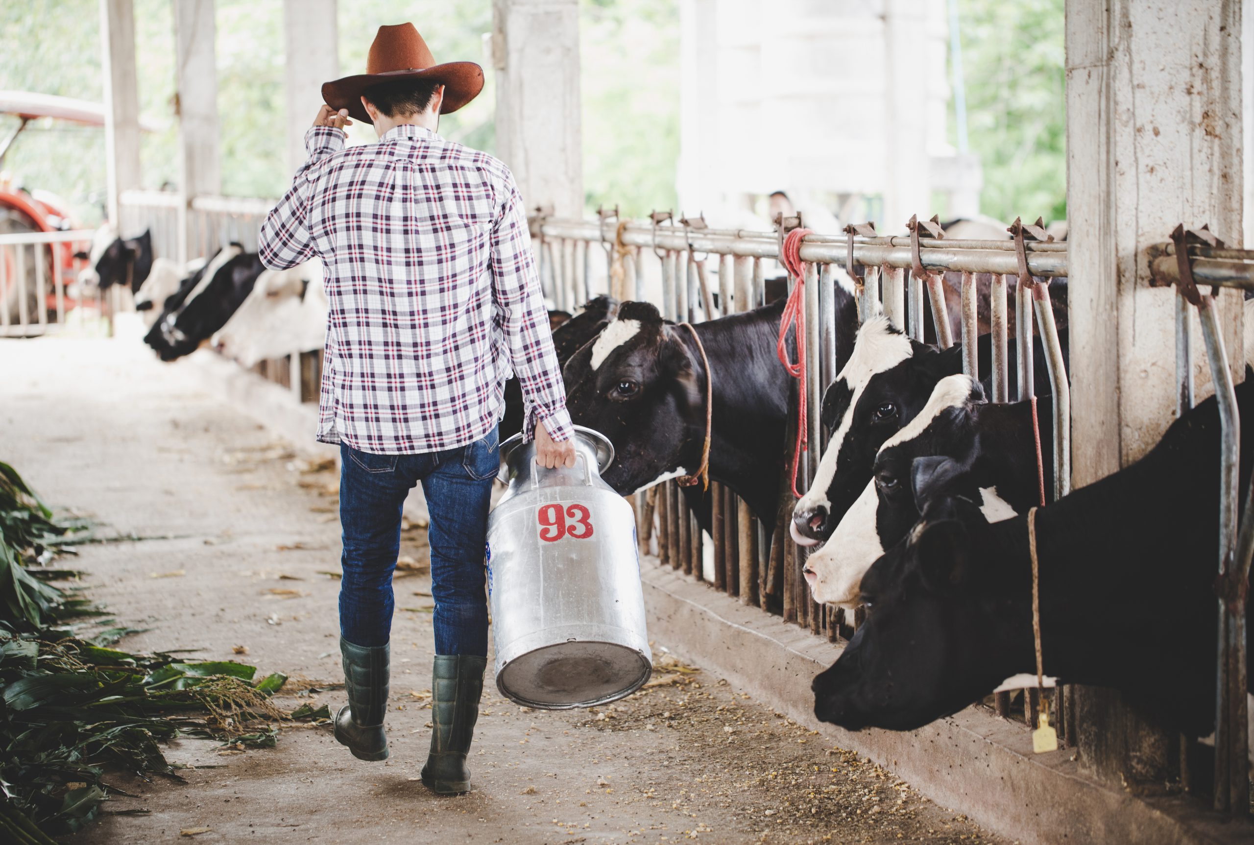 How New Zealand Has Worked to Eradicate a Costly Cow Disease