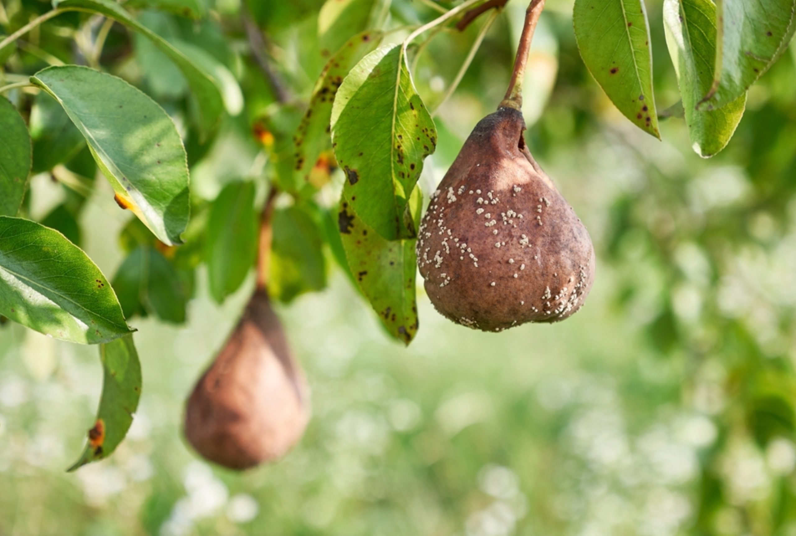 Measuring the True Amount of Food Loss on Farms