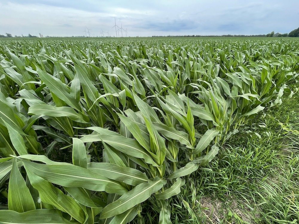 The federal government invests $5.3 million to strengthen the bioeconomy and agricultural sector