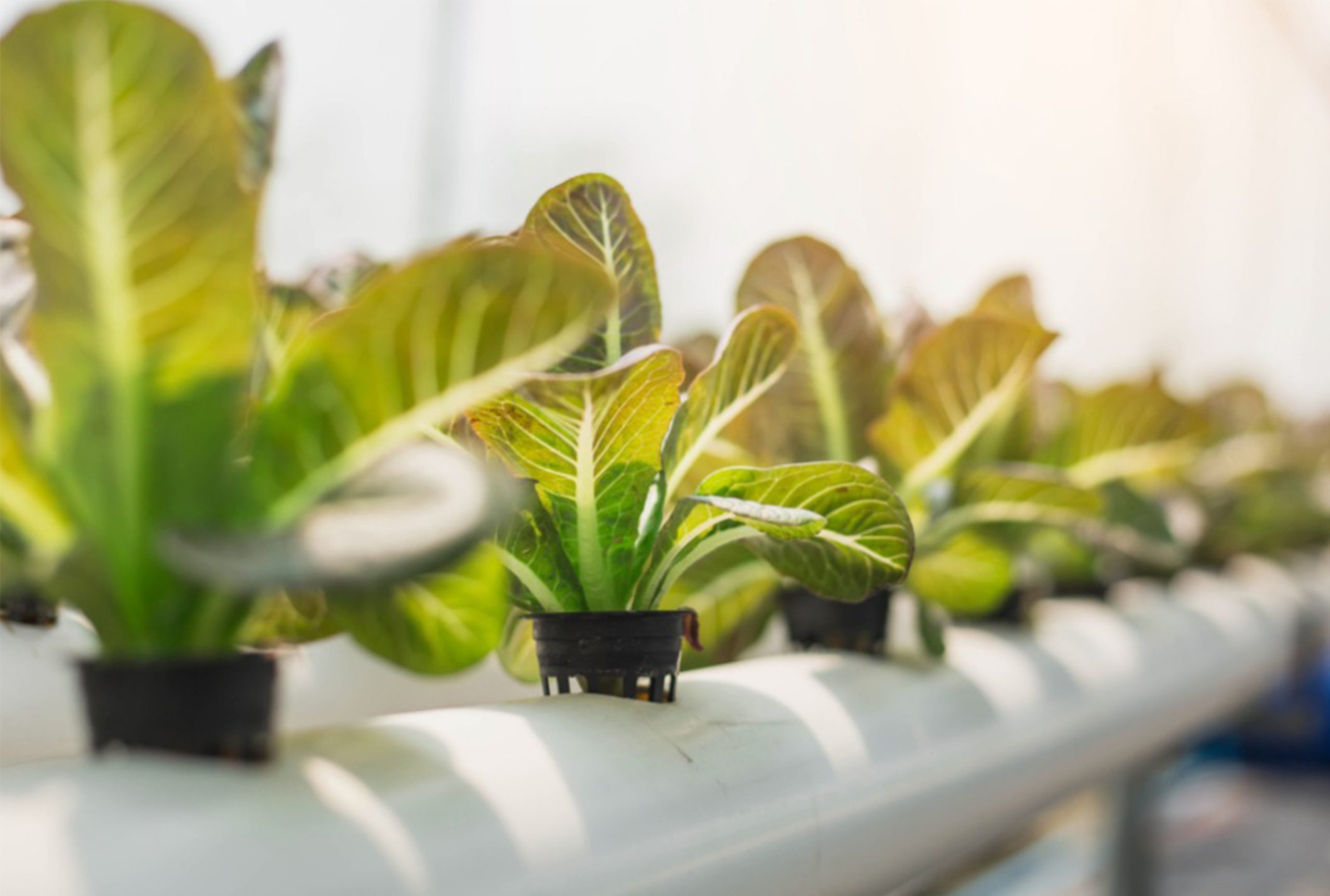 Hydroponic Agriculture in Canada