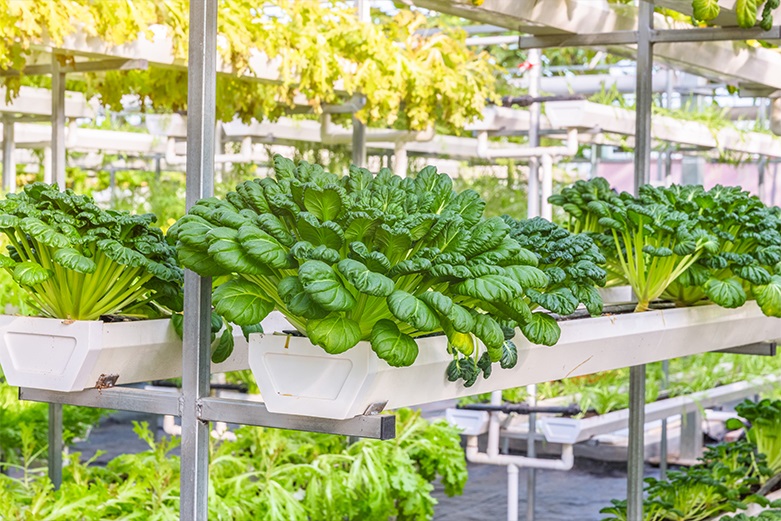 Vertical farming: A highly productive production technique